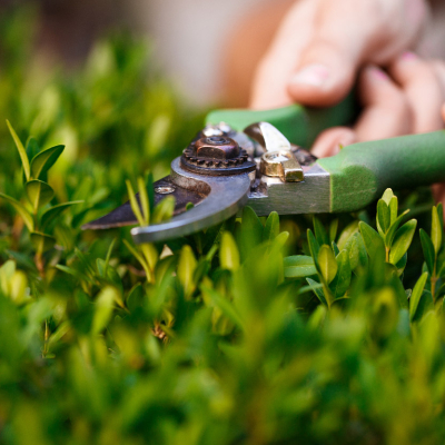 Como a manutenção regular do solo pode ajudar a promover a saúde e beleza das áreas verdes